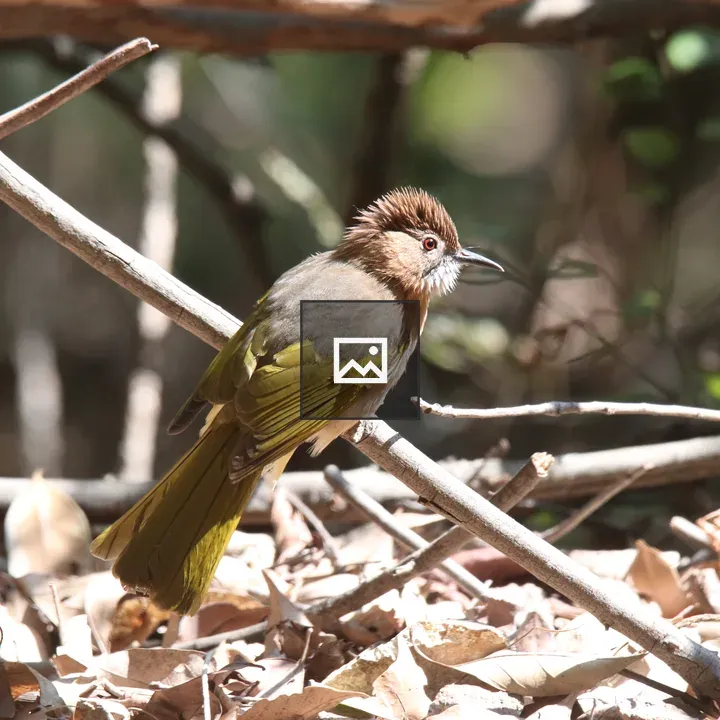 Mountain Bulbul on Branch