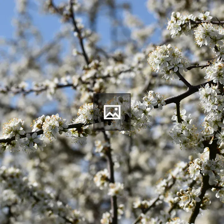 Blossoms on tree branches