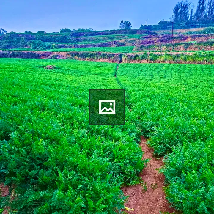 Evening Carrot Fields in Ooty