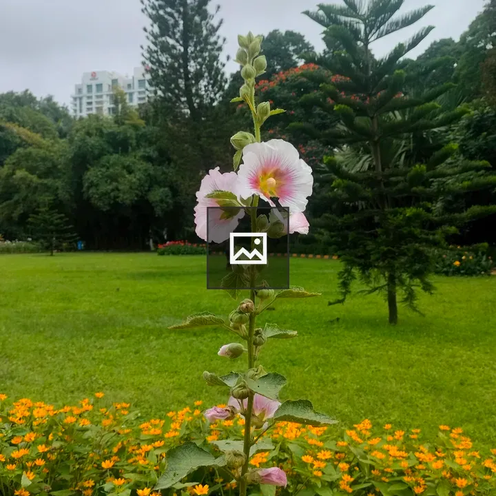 Pink Hollyhock Plant