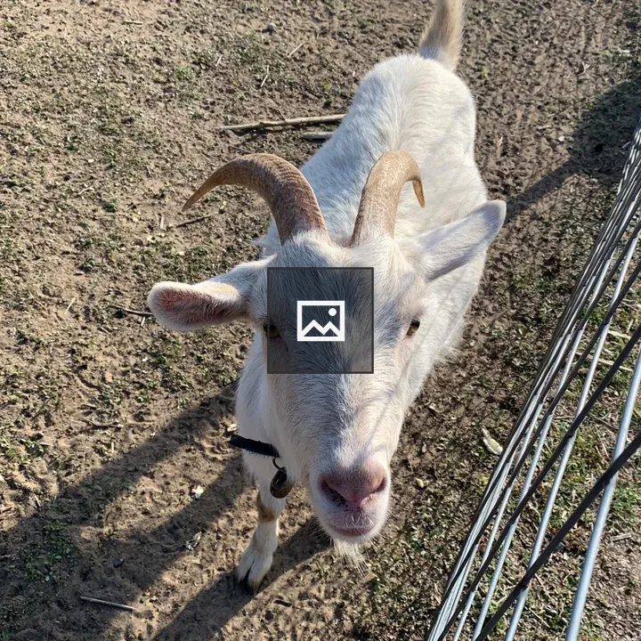 White goat near fence