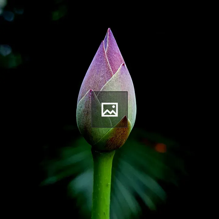 Lotus bud in the pond