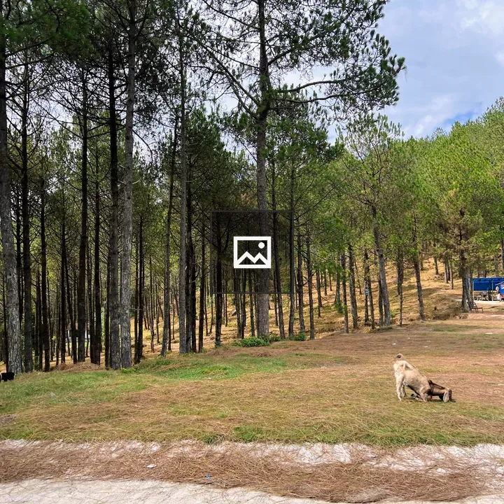 Animal sniffing grass near pines