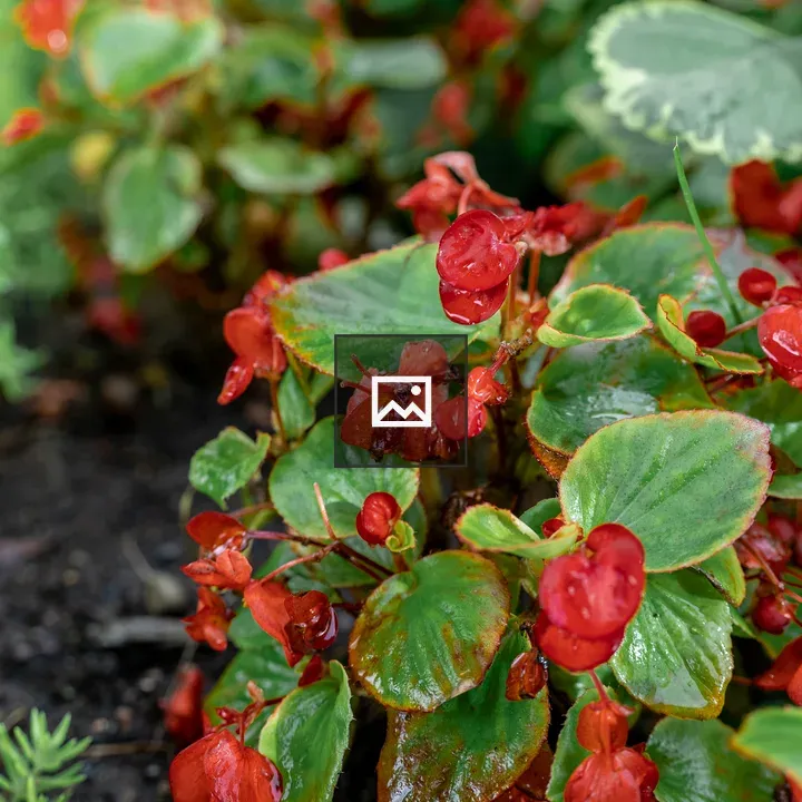 Bush with colorful berries