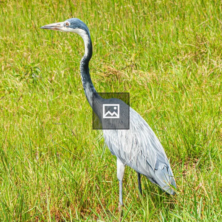 Ugandan Blue Heron