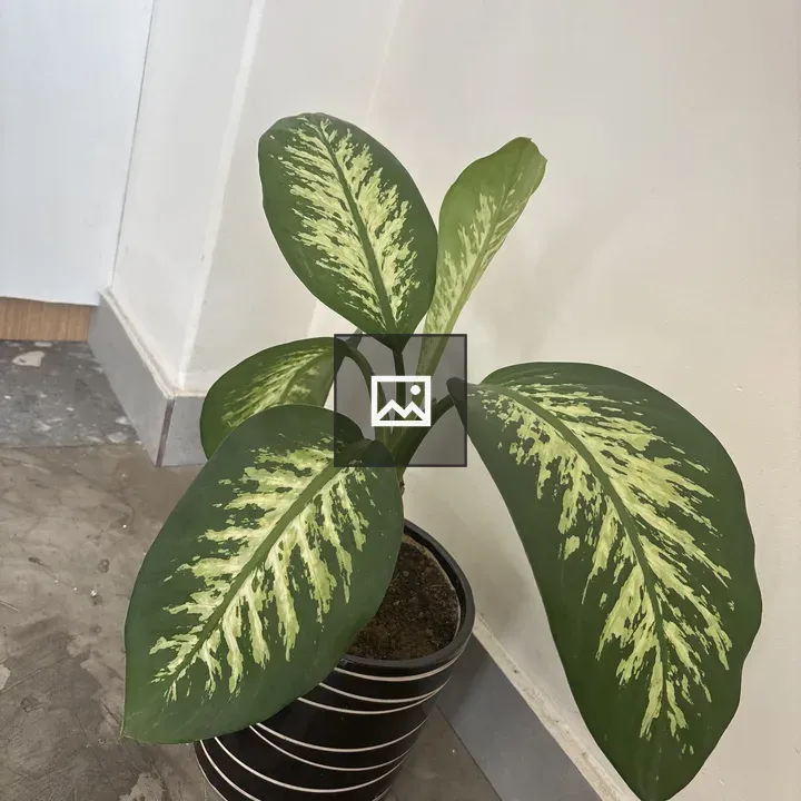Green Variegated Potted Plant