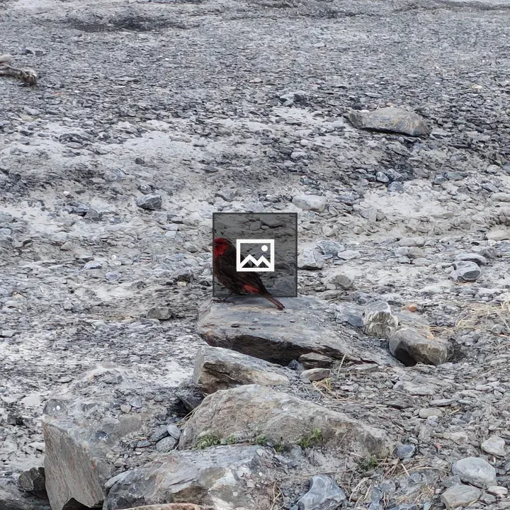 Red Bird on Rocky Ground