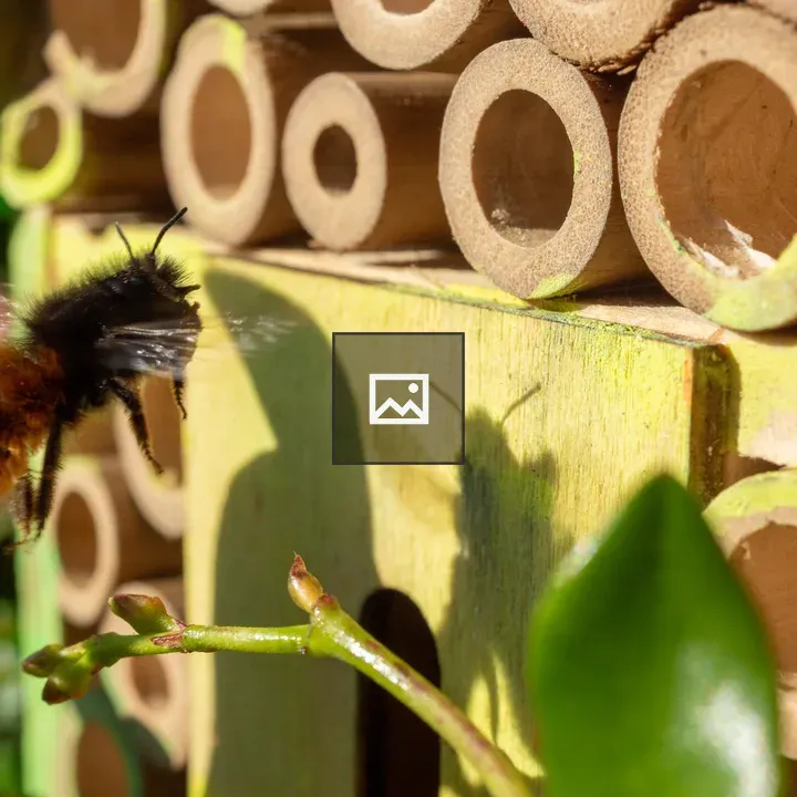 Mason bee in flight