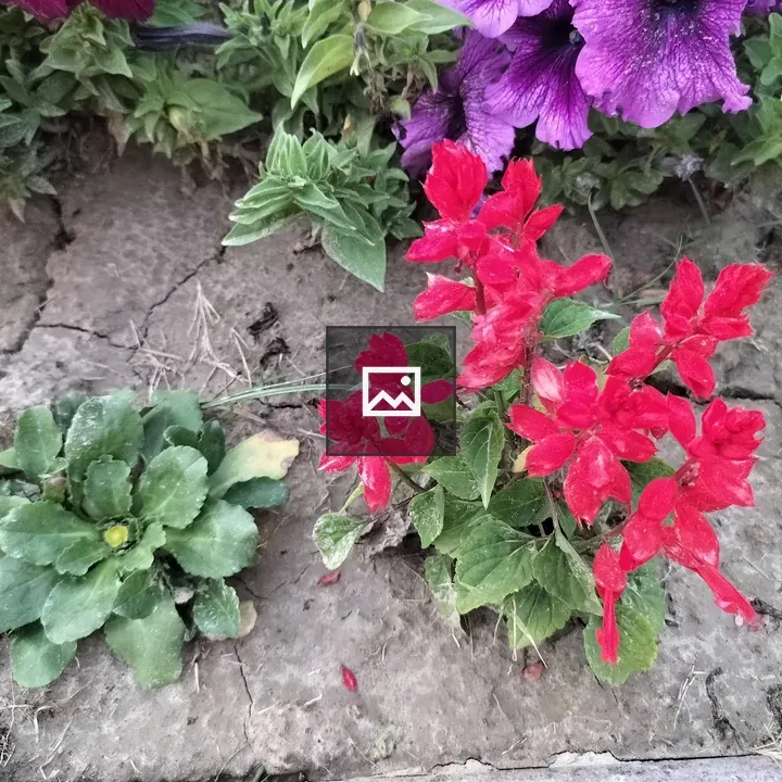 Red and purple flowers