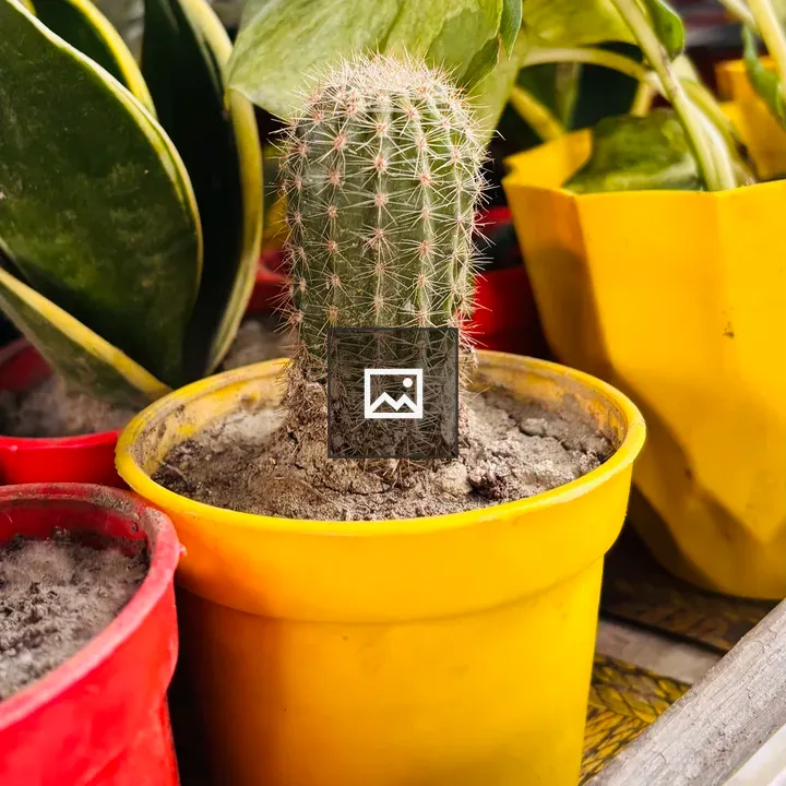 Vertical cactus in yellow pot