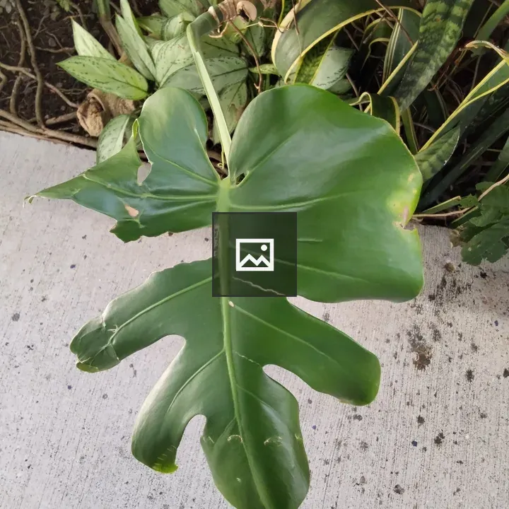 Green leaf on gray surface