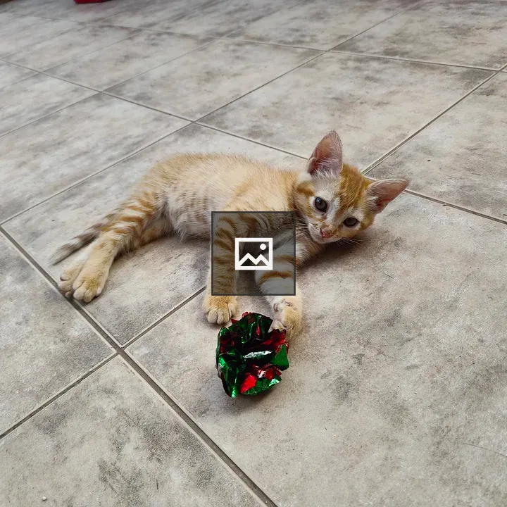 Kitten Reaching for Shiny Object
