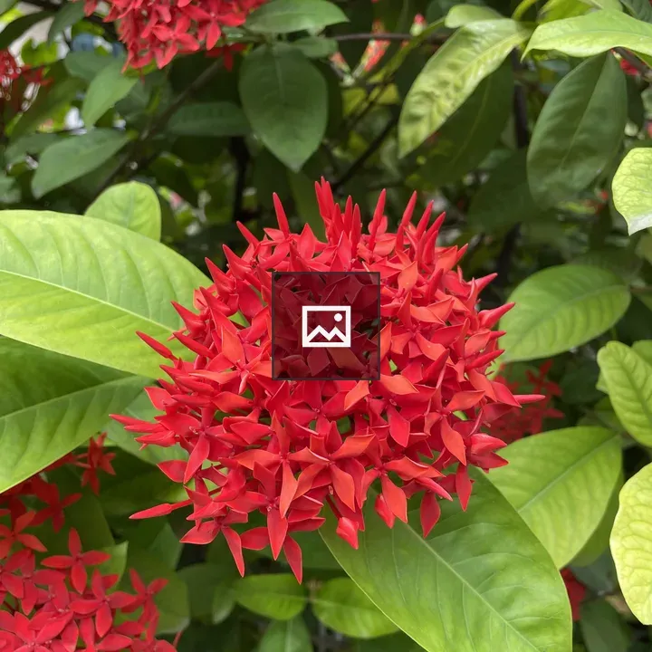 Red Flowers in Green Ferns