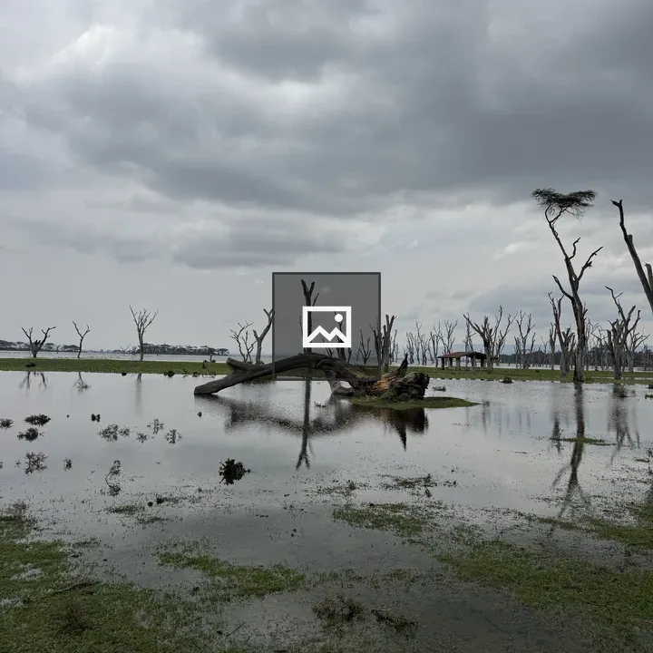 Murky lake with stumps and bare trees