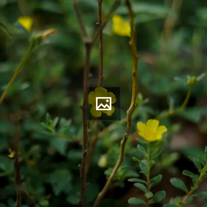 Yellow blossom
