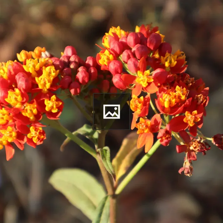 Mexican Butterfly Milkweed
