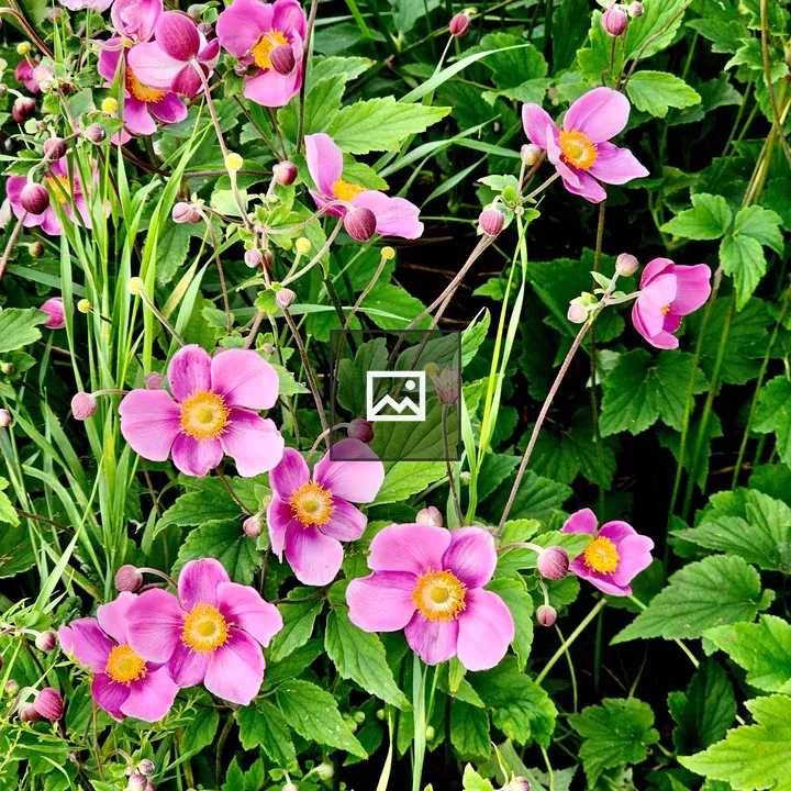 Japanese anemone close-up