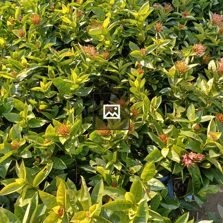 Green plants
