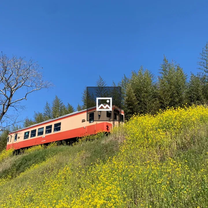 Isumi Railway Blossoms View