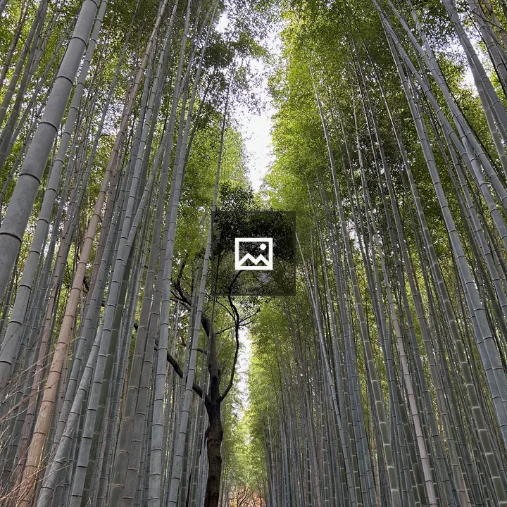 Bamboo grove in forest