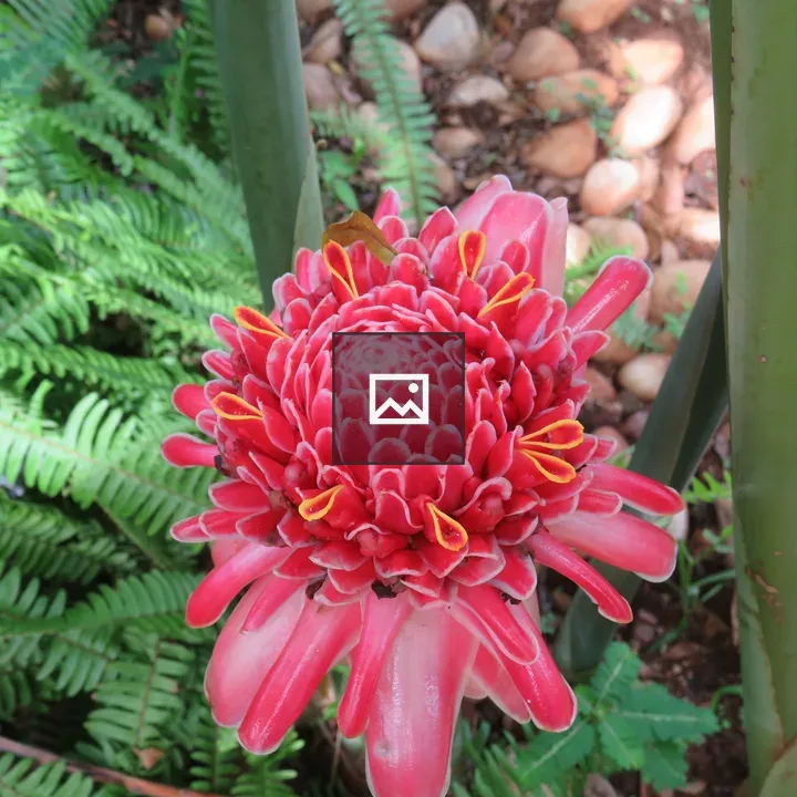 Pink torch ginger top view