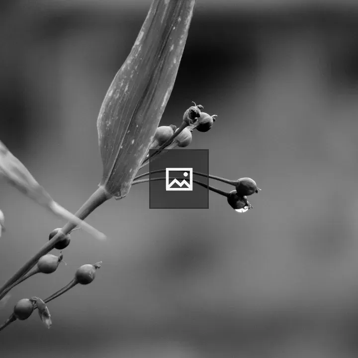 Water Droplet on Petal