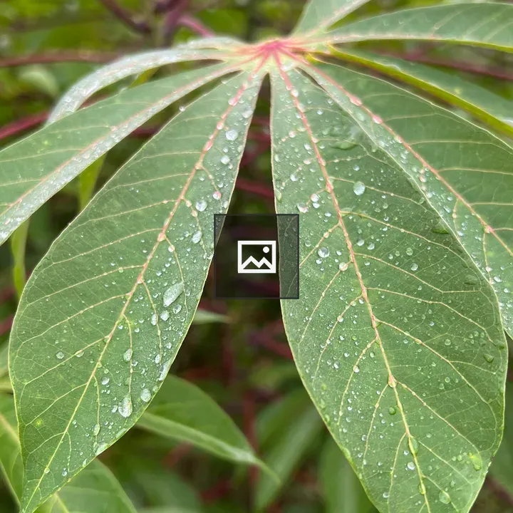 Close-up leaves with droplets