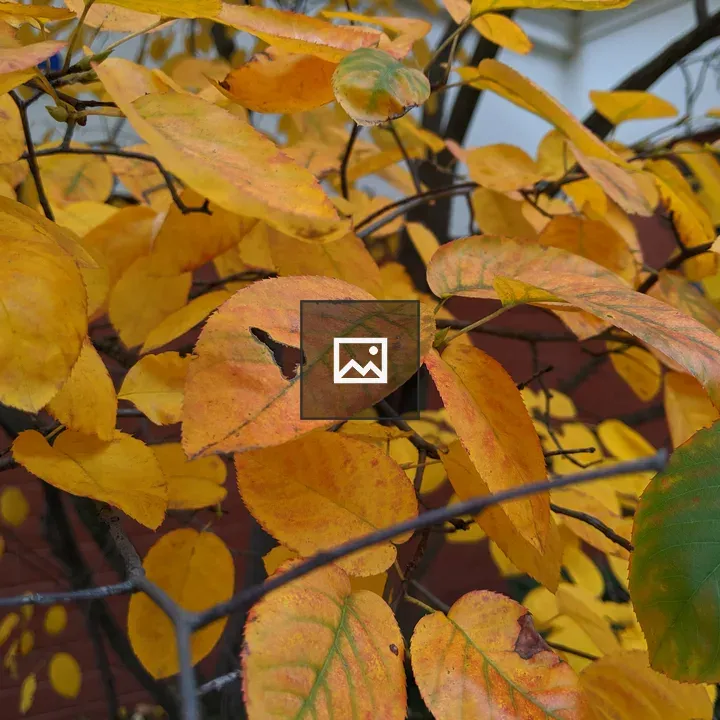 Autumn leaves on branch