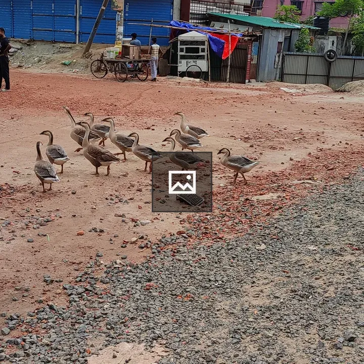 Urban Pack of Swan