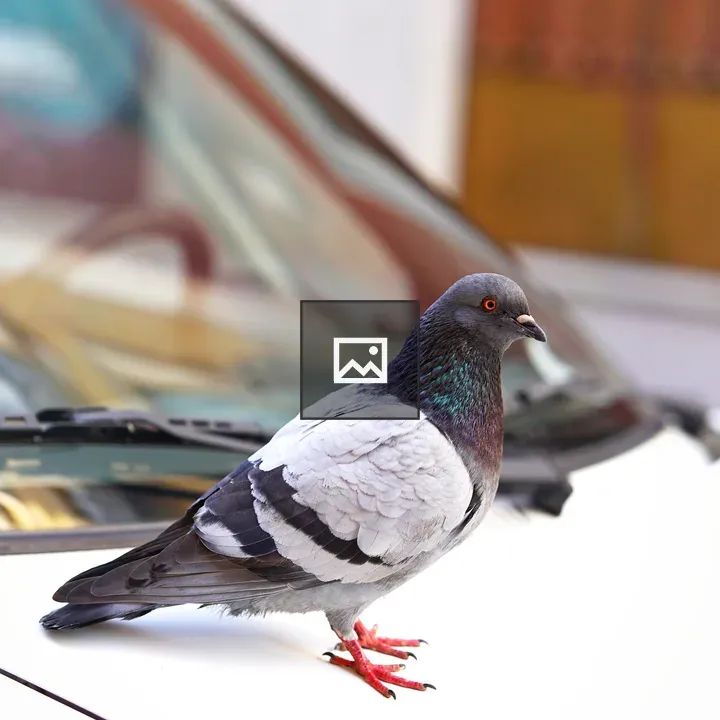 Pigeon on Car Hood