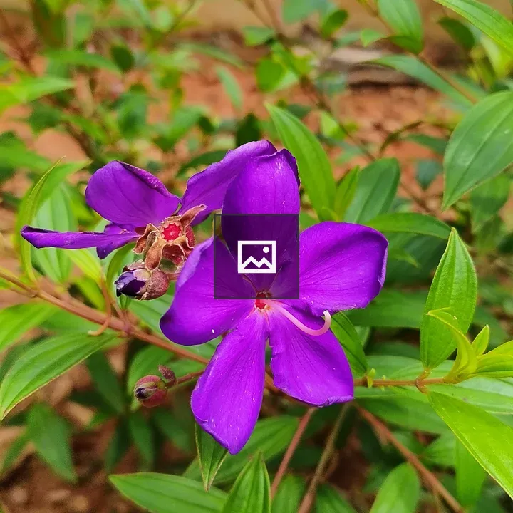 Violet Flower in Garden
