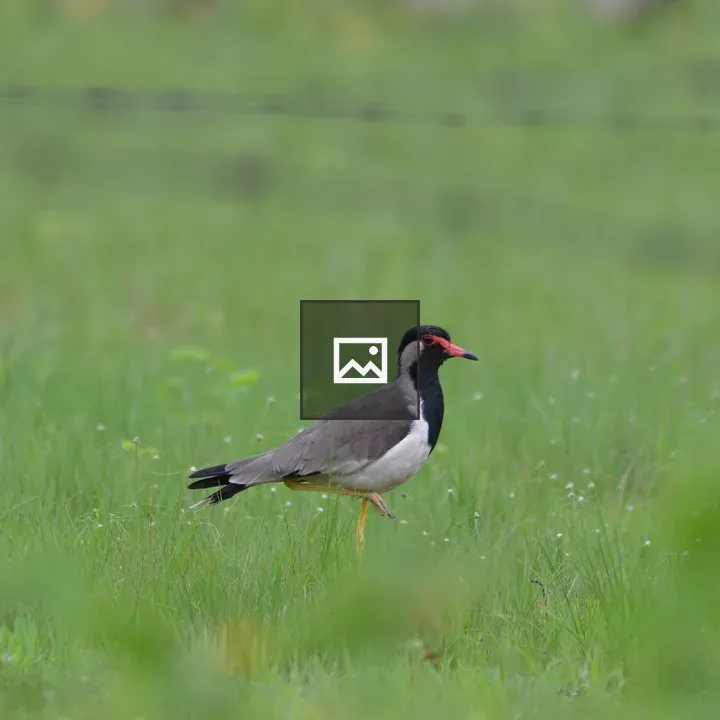 Lapwing in Field