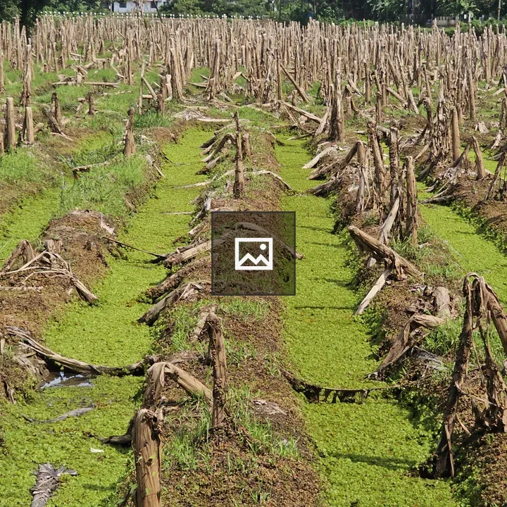 Banana field in rural Ayamkulam