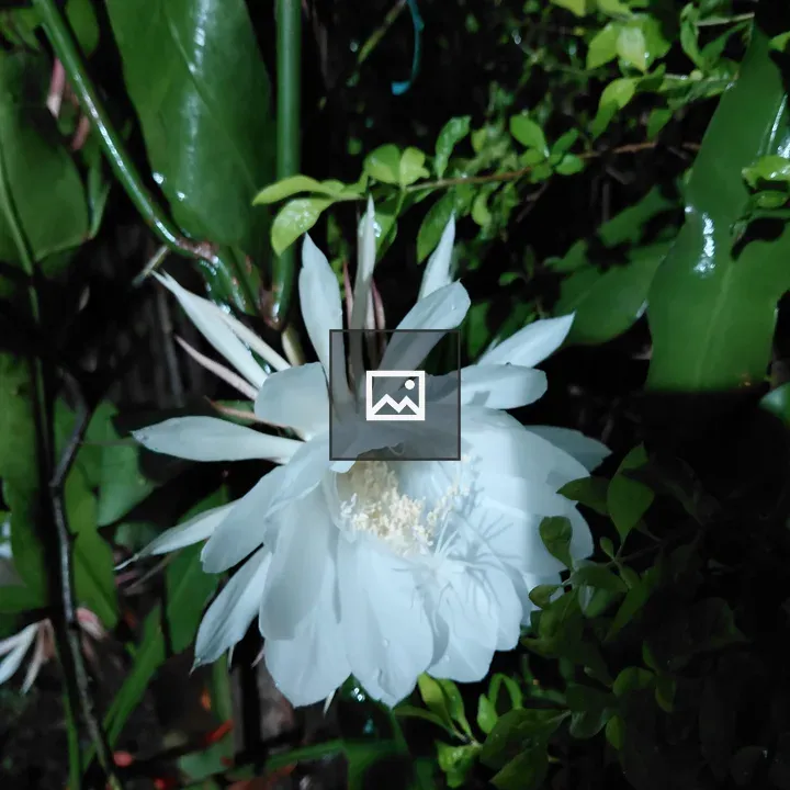 Night Bloom with White Flower