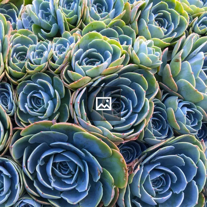 Group of blue-green succulents