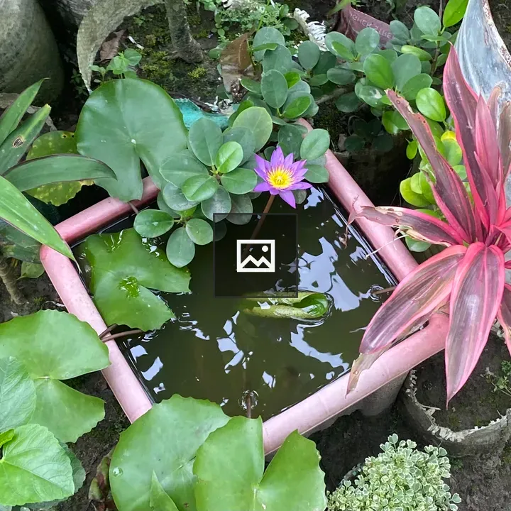 Purple water lily in English garden
