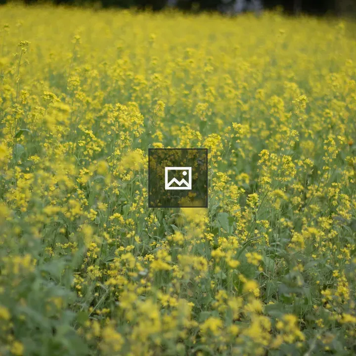 Mustard Plant