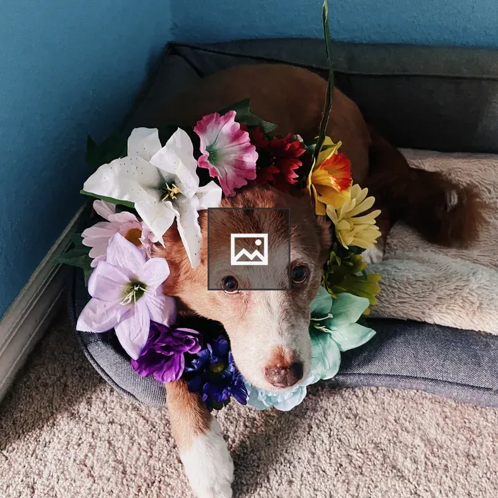 Australian Shepherd with Rainbow Flower Crown