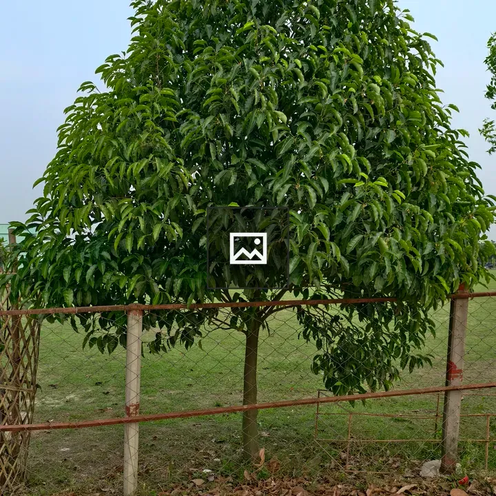Tree behind fence by field edge