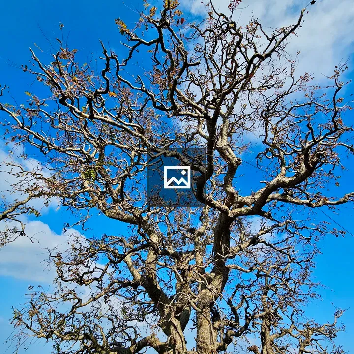 Dry tree against blue sky