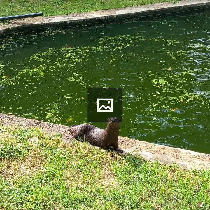 Otter on Stone Edging