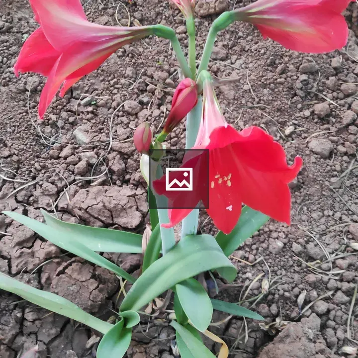 Amaryllis Flower