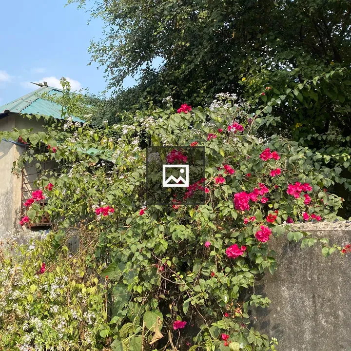 Bush with pink flowers over wall