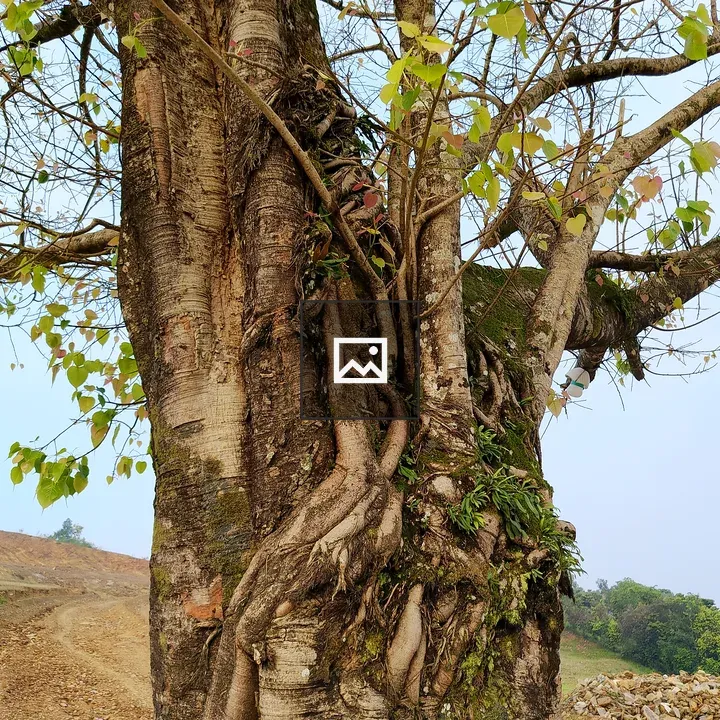 Ancient tree trunk with twisting roots