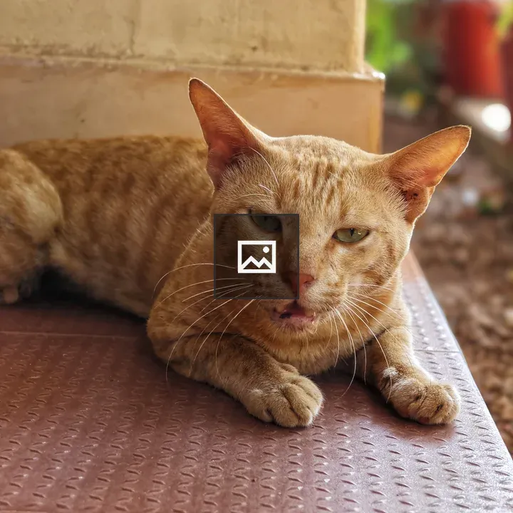 Orange tabby lounging cat