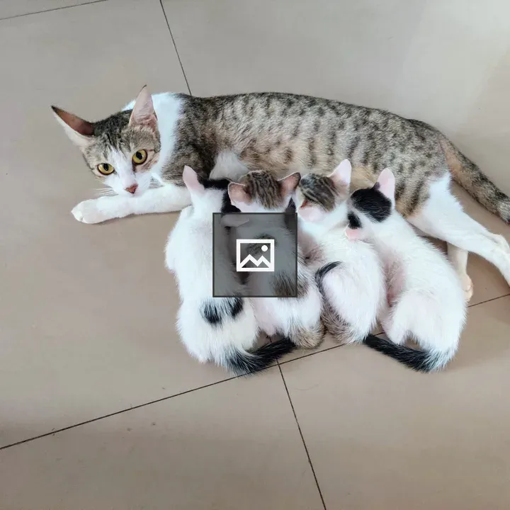 Mother cat with four kittens