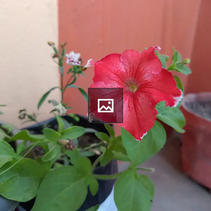 Red flower with ruffled edge