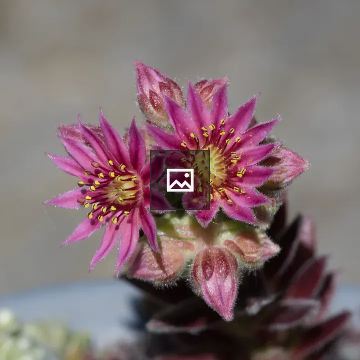 Houseleek Flower Macro