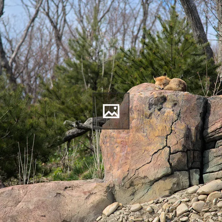 Fox on a rock