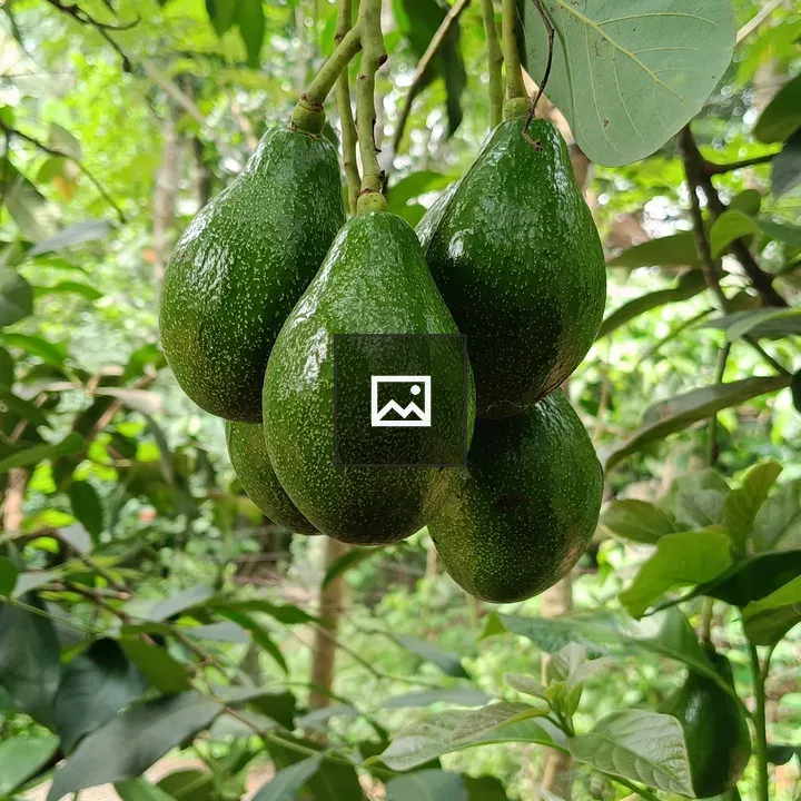 Avocados on a branch